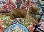 Ursula Adopted - Exotic Cat For Sale - Pineville&comma; LA&comma; US