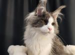Nikolas - Maine Coon Cat For Sale - Miami&comma; FL&comma; US