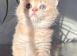 Twinkie - British Shorthair Cat For Sale - Fairfax&comma; VA&comma; US