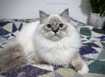 Aberforth - Ragdoll Cat For Sale - Tuscaloosa&comma; AL&comma; US