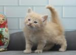 Nauru of RomanovCats - Siberian Cat For Sale - Ashburn&comma; VA&comma; US