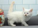 Nomad of RomanovCats - Siberian Cat For Sale - Ashburn&comma; VA&comma; US