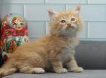 Nyx of RomanovCats - Siberian Cat For Sale - Ashburn&comma; VA&comma; US