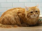 Tarzan od RomanovCats - Siberian Cat For Sale - Ashburn&comma; VA&comma; US