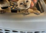 Bella - Siamese Cat For Sale - Phila&comma; PA&comma; US