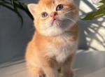 Cheddar - British Shorthair Cat For Sale - Fairfax&comma; VA&comma; US