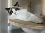 Bobo - Ragdoll Kitten For Sale - Huntington Beach&comma; CA&comma; US