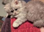 Cute CFA Registered Male Silver Shaded Kitten - Persian Cat For Sale - Perry&comma; FL&comma; US