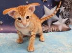 Phoenix - Oriental Cat For Sale - Pembroke Pines&comma; FL&comma; US