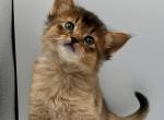 Queen - Somali Cat For Sale - Miami&comma; FL&comma; US