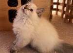 Fenij - Siberian Cat For Sale - Miami&comma; FL&comma; US