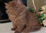 Dune - British Shorthair Cat For Sale - Hollywood&comma; FL&comma; US