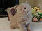 Dale - British Shorthair Cat For Sale - Hollywood&comma; FL&comma; US