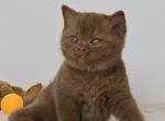 Dijon - British Shorthair Cat For Sale - Hollywood&comma; FL&comma; US