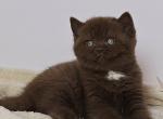 Cindy - British Shorthair Cat For Sale - Hollywood&comma; FL&comma; US