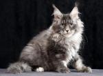 Quentina - Maine Coon Cat For Sale - Miami&comma; FL&comma; US