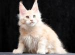 Quick - Maine Coon Cat For Sale - Miami&comma; FL&comma; US