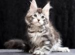 Triller - Maine Coon Cat For Sale - Miami&comma; FL&comma; US