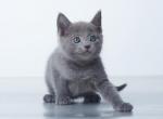 Irbin - Russian Blue Cat For Sale - Hollywood&comma; FL&comma; US