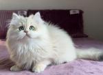 Leksus - British Shorthair Cat For Sale - Norwalk&comma; CT&comma; US