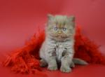 Galaxy - British Shorthair Cat For Sale - Pembroke Pines&comma; FL&comma; US