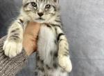 Misty - Maine Coon Cat For Sale - Grant Valkaria&comma; FL&comma; US