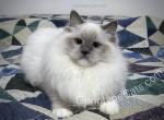 Altheda - Ragdoll Cat For Sale - Tuscaloosa&comma; AL&comma; US