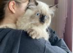 August kitties - Himalayan Cat For Sale - Vestal&comma; NY&comma; US