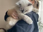 Litter of three - Himalayan Cat For Sale - Vestal&comma; NY&comma; US