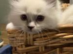 Elsa - Ragdoll Cat For Sale - Church Hill&comma; TN&comma; US