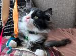 Kitten long coat - American Longhair Cat For Sale - Leominster&comma; MA&comma; US