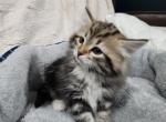 Leo - Siberian Cat For Sale - Chelsea&comma; MA&comma; US