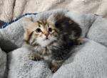 Smokey - Siberian Cat For Sale - Chelsea&comma; MA&comma; US