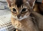 Cringer - Abyssinian Cat For Sale - Staten Island&comma; NY&comma; US