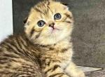 Karin leopard cheetah scottish fold girl - Scottish Fold Cat For Sale - TX&comma; US