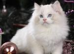 Josephina - Ragdoll Cat For Sale - Pembroke Pines&comma; FL&comma; US