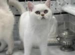 Silver British Shorthair Neutered - British Shorthair Cat For Sale - Purcellville&comma; VA&comma; US