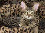 Black - Savannah Cat For Sale - Bradenton&comma; FL&comma; US
