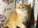 Den - British Shorthair Cat For Sale - Glendale&comma; CA&comma; US