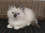 Unique - Ragdoll Cat For Sale - Miami&comma; FL&comma; US