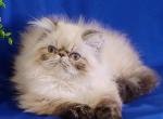 Baloo - Persian Cat For Sale - Pembroke Pines&comma; FL&comma; US