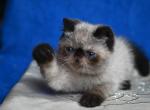Sherman - Exotic Cat For Sale - Pembroke Pines&comma; FL&comma; US