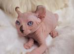 Kira - Bambino Cat For Sale - Pembroke Pines&comma; FL&comma; US