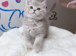 Oscar - British Shorthair Cat For Sale - San Jose&comma; CA&comma; US