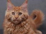 Qana - Maine Coon Cat For Sale - Miami&comma; FL&comma; US