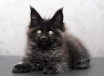 Teo - Maine Coon Cat For Sale - Miami&comma; FL&comma; US