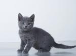Idji - Russian Blue Cat For Sale - Hollywood&comma; FL&comma; US