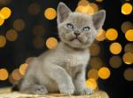 Zefir - Burmese Cat For Sale - Miami&comma; FL&comma; US