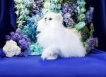 Noland - Persian Cat For Sale - McKinney&comma; TX&comma; US