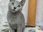 Rare - Russian Blue Cat For Sale - Hollywood&comma; FL&comma; US